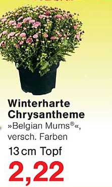 Winterharte Chrysantheme »Belgian Mums« versch. Farben 13 cm Topf