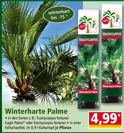 Winterharte Palme