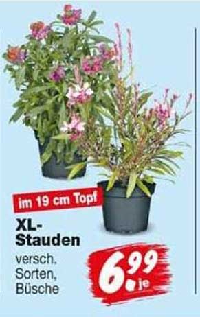 XL-Stauden versch. Sorten, Büsche