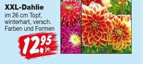 XXL-Dahlie im 26 cm Topf, winterhart, versch. Farben und Formen