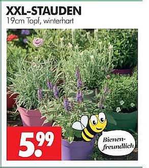XXL-STAUDEN