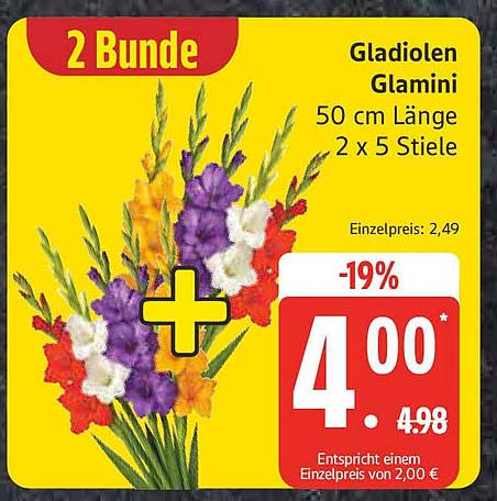 2 Bunde Gladiolen Glamini