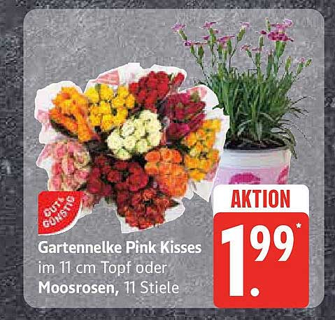 Gartennelke Pink Kisses im 11 cm Topf oder Moosrosen, 11 Stiele