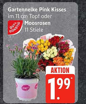 Gartennelke Pink Kisses im 11 cm Topf oder Moosrosen 11 Stiele