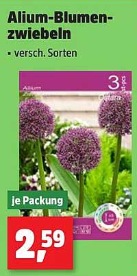 Alium-Blumen-Zwiebeln - versch. Sorten