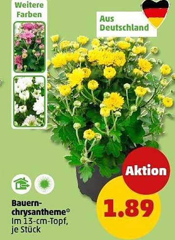 Bauern-Chrysantheme* im 13-cm-Topf, je Stück