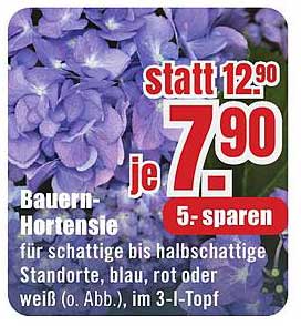 Bauern-Hortensie - je 7,90 statt 12,90