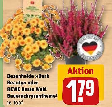 Besenheide »Dark Beauty« oder REWE Beste Wahl Bauernchrysantheme je Topf