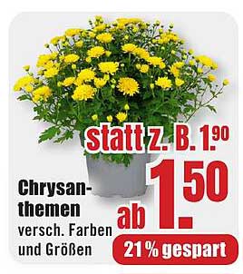 Chrysanthemen in verschiedenen Farben und Größen