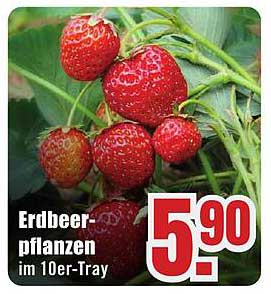 Erdbeerpflanzen im 10er-Tray