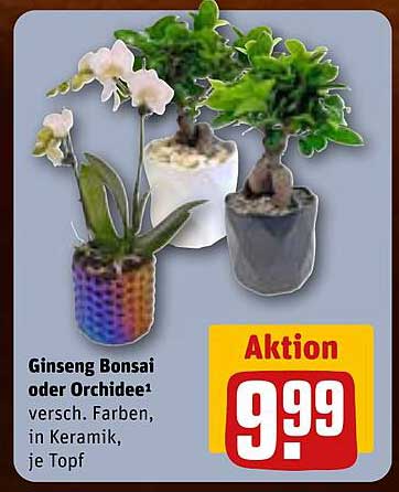 Ginseng Bonsai oder Orchidee - verschiedene Farben, in Keramik, je Topf