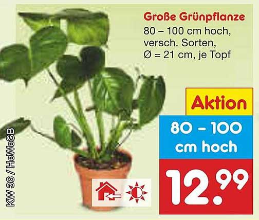 Große Grünpflanze 80 – 100 cm hoch, verschiedene Sorten, Ø = 21 cm, je Topf