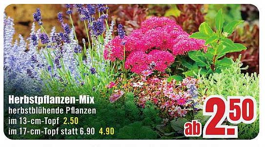 Herbstpflanzen-Mix - herbstblühende Pflanzen
