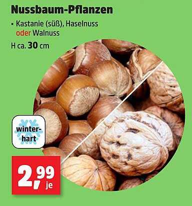 Nussbaum-Pflanzen - Kastanie (süß), Haselnuss oder Walnuss, H ca. 30 cm