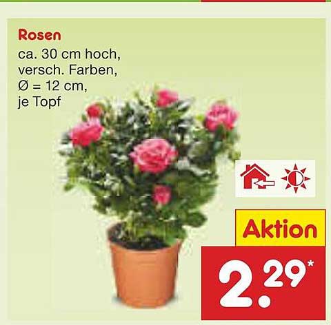 Rosen ca. 30 cm hoch, verschiedene Farben, Ø 12 cm, je Topf