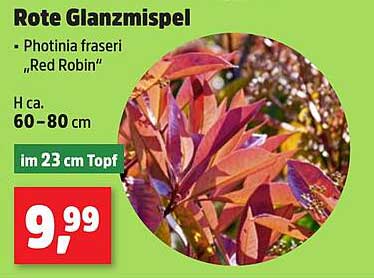 Rote Glanzmispel - Photinia fraseri "Red Robin"