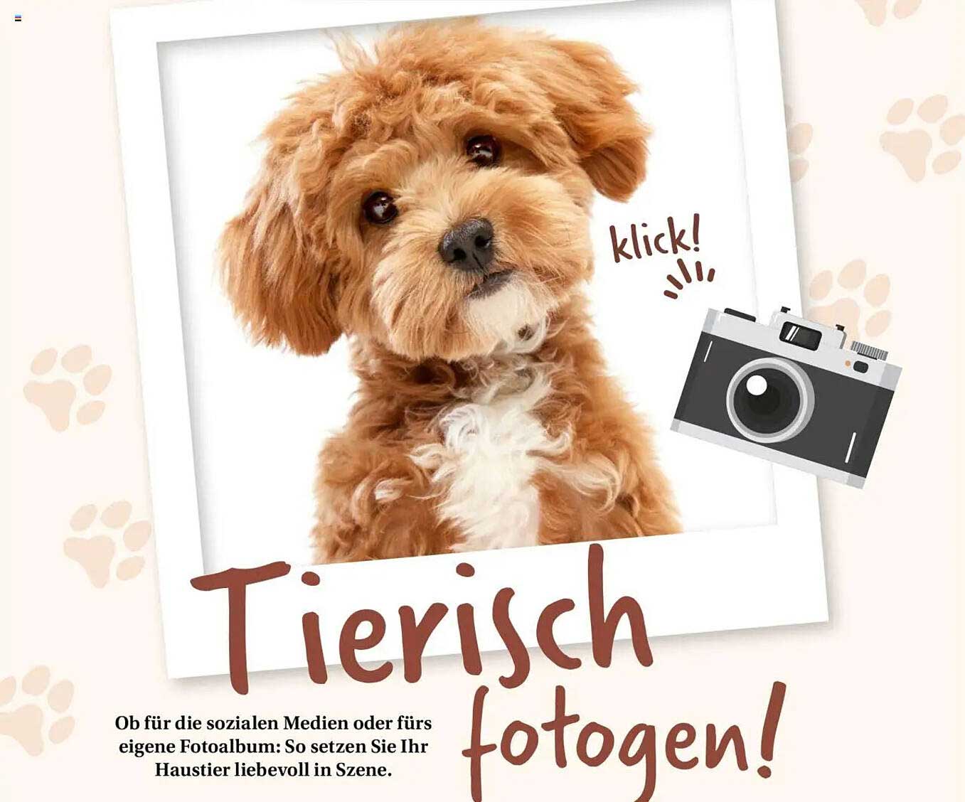 Tierisch fotografieren - Kreative Tipps für tierische Porträts