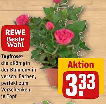 Topfrose – die Königin der Blumen in verschiedenen Farben