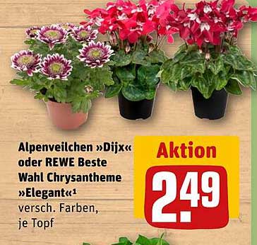 Alpenveilchen «Dijx» oder REWE Beste Wahl Chrysantheme «Elegant»