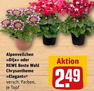 Alpenveilchen 'Dijx' oder REWE Beste Wahl Chrysantheme 'Elegant' - verschieden Farben, je Topf