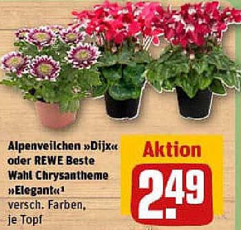 Alpenveilchen »Dijx« oder REWE Beste Wahl Chrysantheme »Elegant« - verschiedene Farben, je Topf