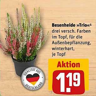 Besenheide »Trio« - drei verschiedene Farben im Topf