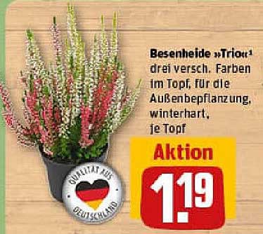 Besenheide ‚Triou‘ drei verschiede Farben im Topf