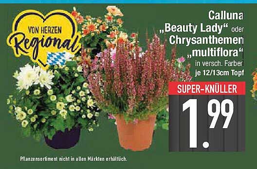 Calluna "Beauty Lady" oder Chrysanthemen "multiflora" in versch. Farben 12/13cm Topf
