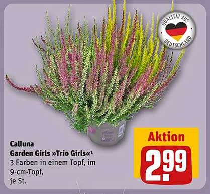 Calluna Garden Girls »Trio Girls«