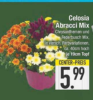 Celosia Abracci Mix - Chrysanthemen und Federbusch Mix