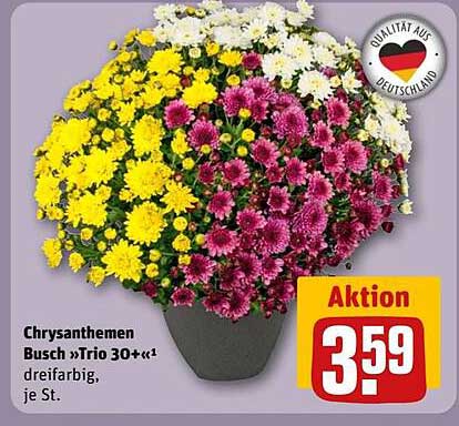 Chrysanthemen Busch »Trio 30+« dreifarbig, je St.