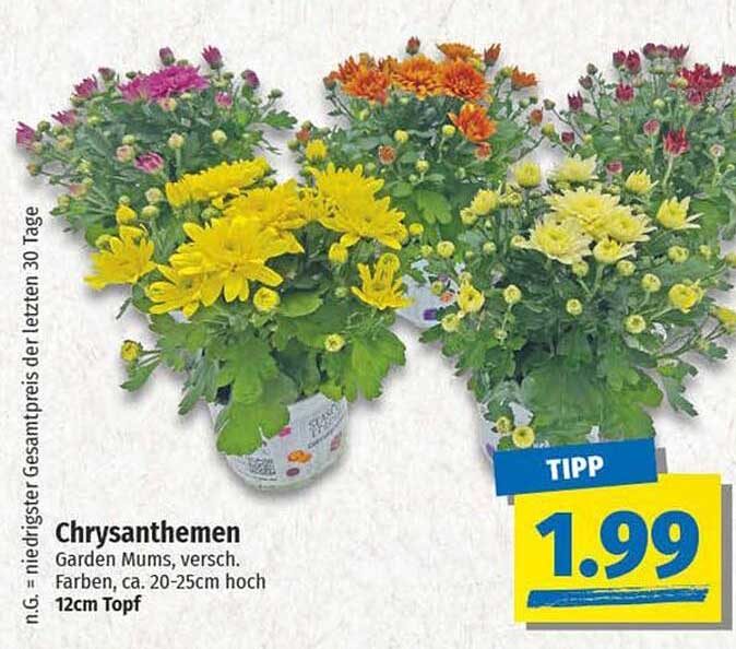 Chrysanthemen Garden Mums, verschieden - 12cm Topf