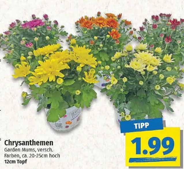 Chrysanthemen - Garden Mums, verschiedene Farben