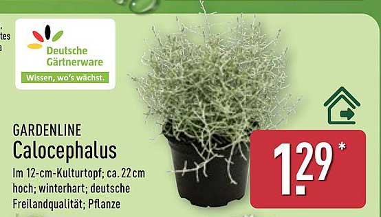 GARDENLINE Calocephalus im 12-cm-Kulturtopf