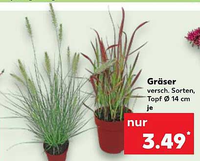 Gräser verschiedene Sorten, Topf Ø 14 cm je