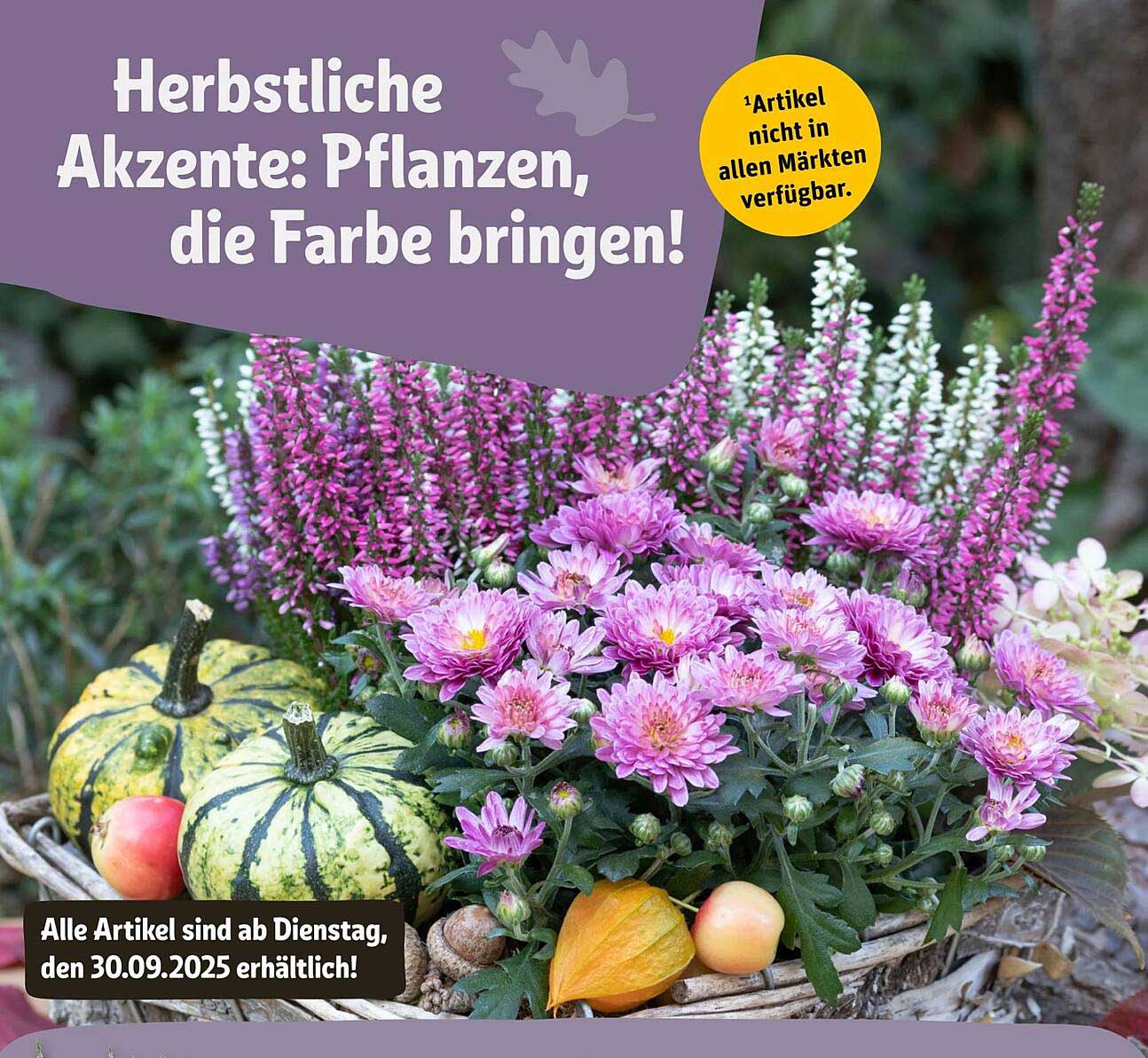 Herbstliche Akzente: Pflanzen, die Farbe bringen!