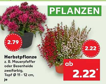 Herbstpflanze z. B. Mauereppeffer oder Besenheide zweifarbig, Topf Ø 11 - 12 cm, je