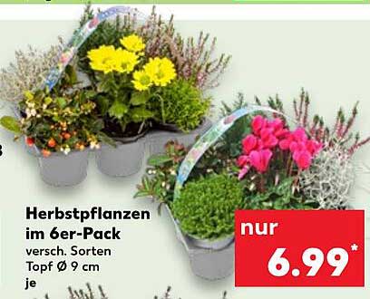 Herbstpflanzen im 6er-Pack – verschiedene Sorten