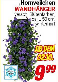 Hornveilchen WANDHÄNGER - Verschiedene Blütenfarben, ca. L 50 cm, winterhart