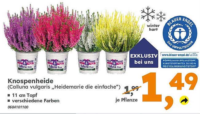 Knospenheide (Calluna vulgaris ‚Heidemarie die einfache‘) – Winterhart und farbenfroh!