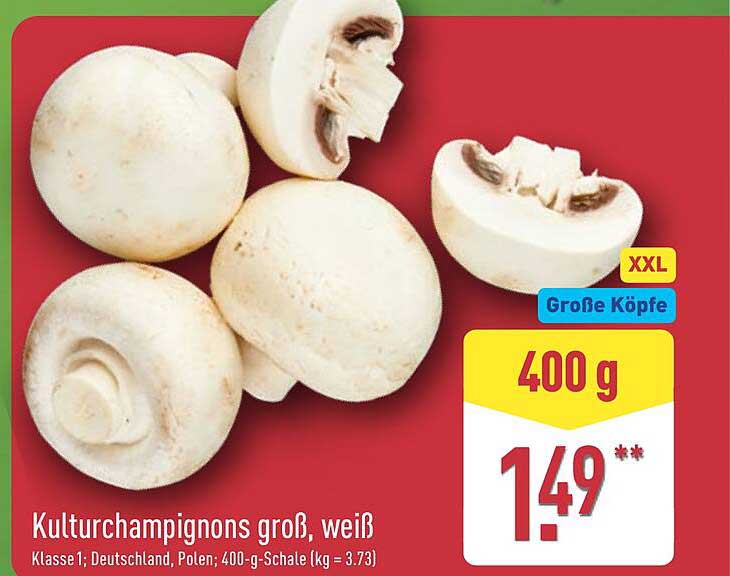 Kulturchampignons groß, weiß
