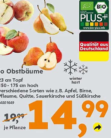 Obstbäume im 23 cm Topf - verschiedene Sorten verfügbar