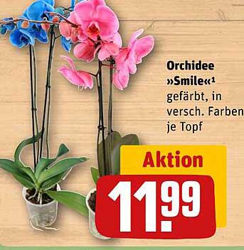 Orchidee »Smile«  – farbenfrohe Schönheit für Ihr Zuhause