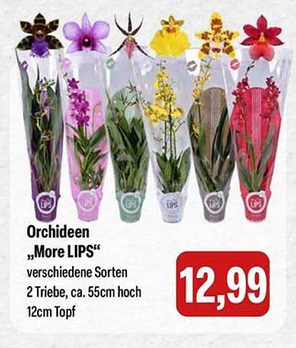 Orchideen "More LIPS" verschiedene Sorten 2 Triebe, ca. 55 cm hoch 12 cm Topf