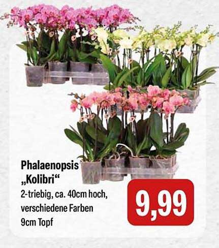 Phalaenopsis ‚Kolibri‘ – 2-triebig, ca. 40cm hoch, verschiedene Farben, 9cm Topf