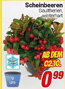 Scheinbeeren - Gaultherien, winterhart