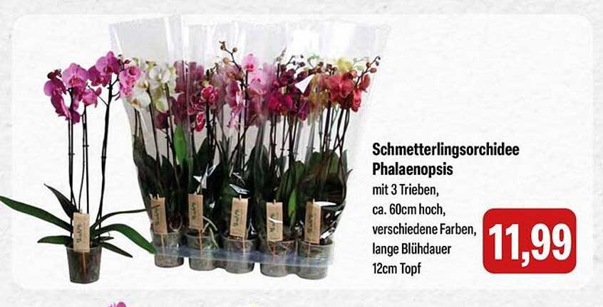 Schmetterlingsorchidee Phalaenopsis mit 3 Trieben, ca. 60cm hoch, verschiedene Farben, lange Blühdauer, 12cm Topf