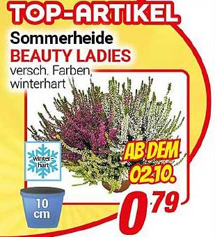 Sommerheide BEAUTY LADIES - verschiedene Farben, winterhart