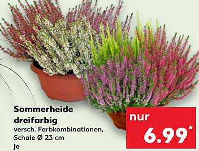 Sommerheide dreifarbig