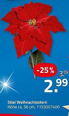 Stiel Weihnachtsstern